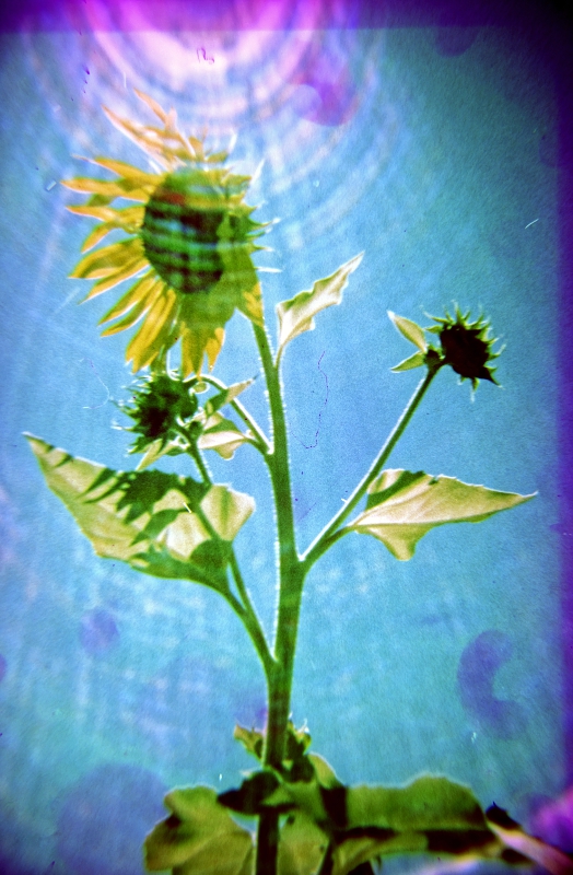 j5sunflares.jpg