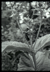 r16_xx_xtol1+1_11_s.jpg