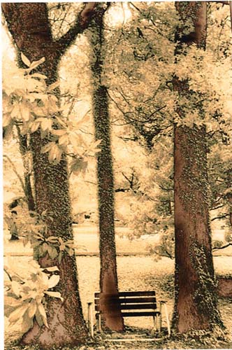 Bench and Trees in Lith