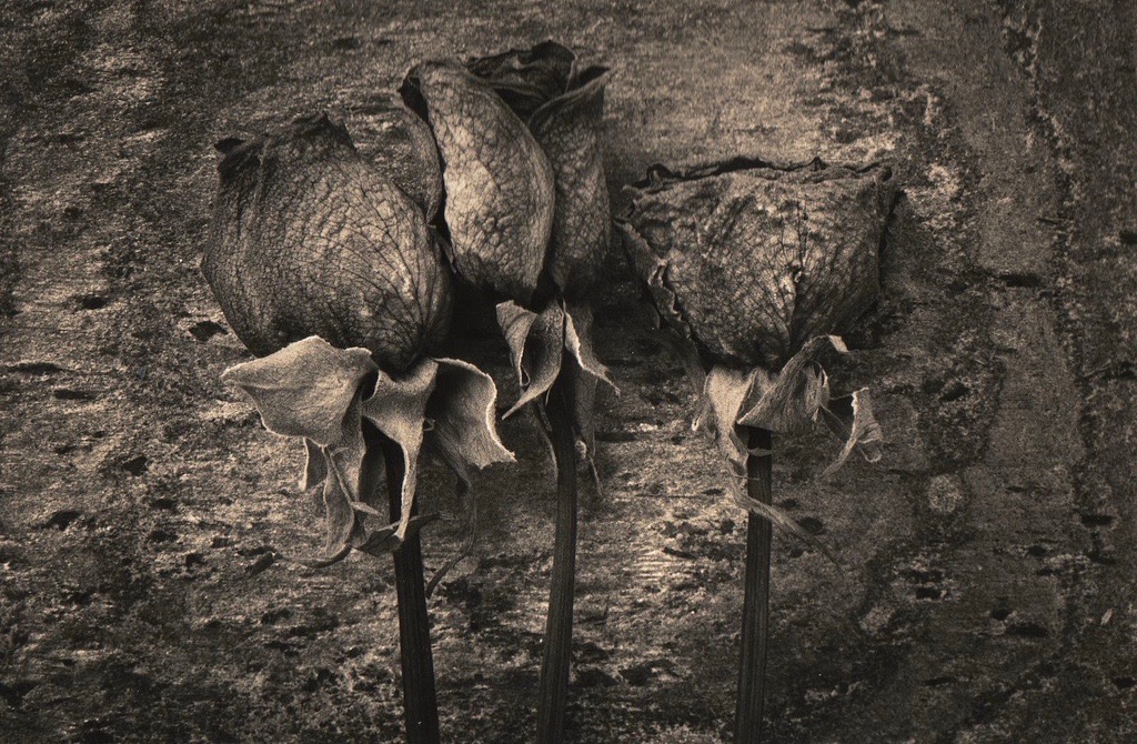 Dried roses